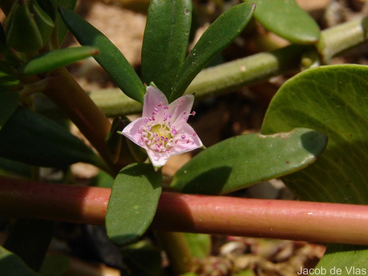 Sesuvium portulacastrum (L.) L.